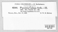 Puccinia caleae image